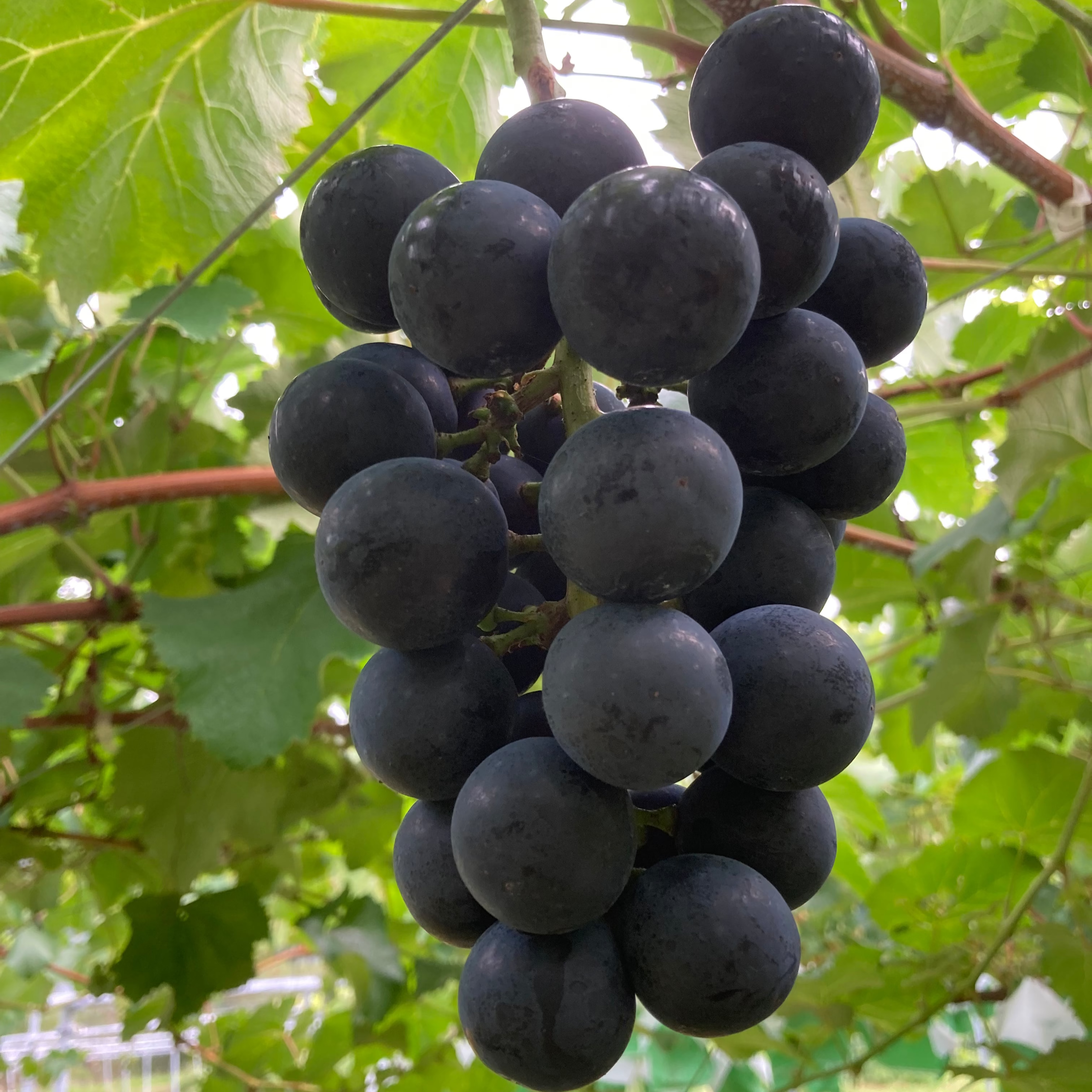 ナガノパープル