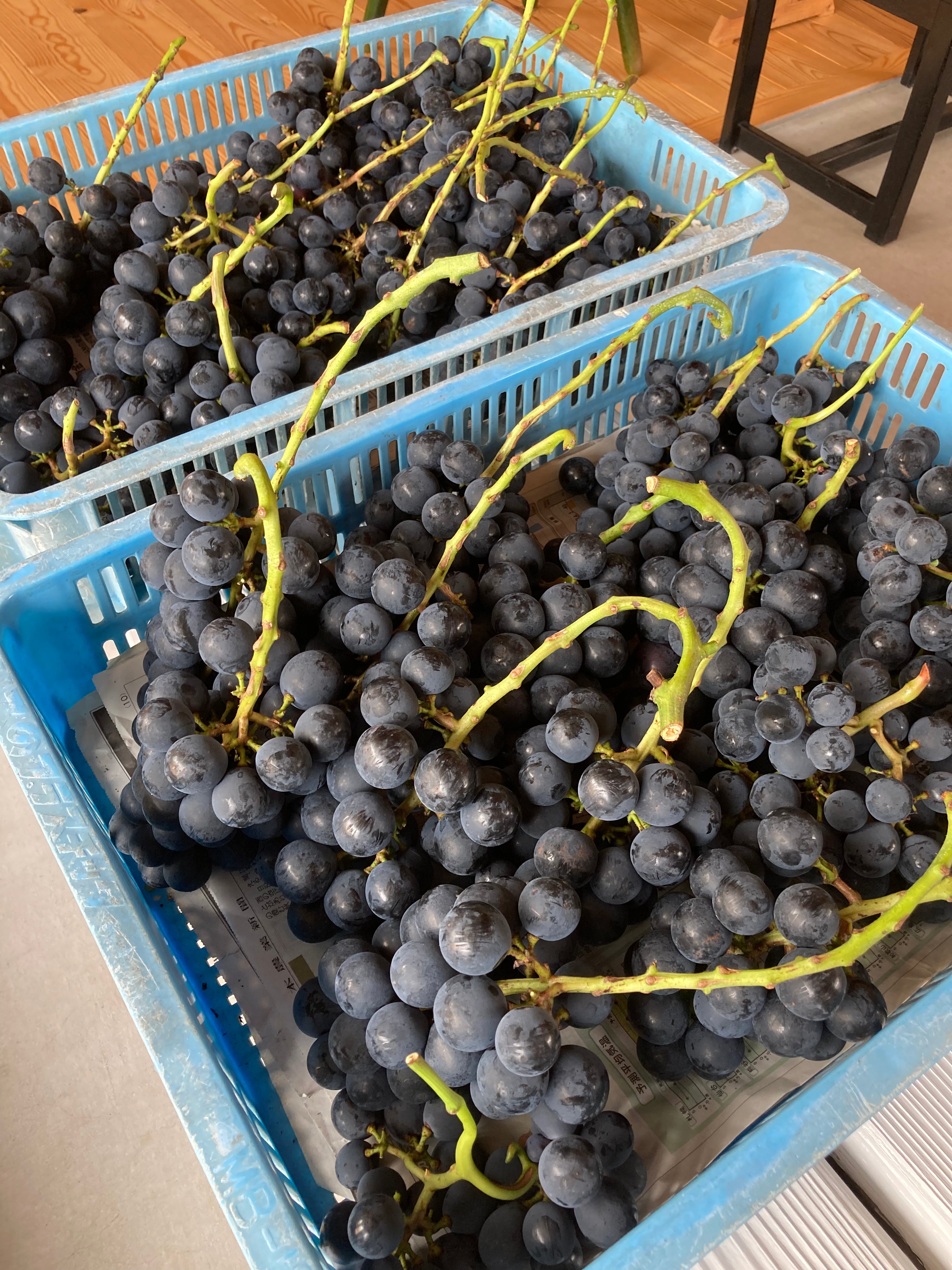 ナガノパープル