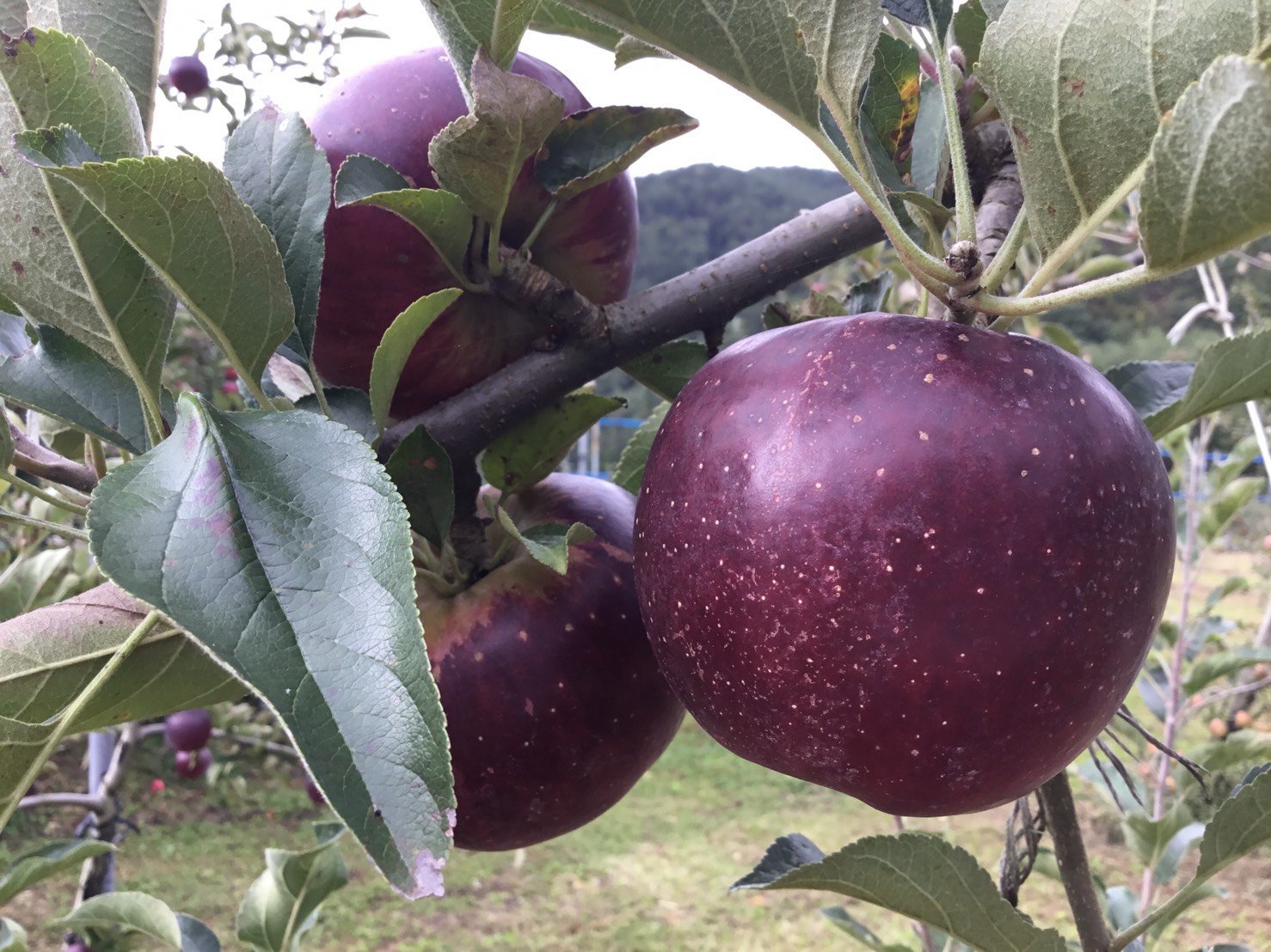 (家庭用)秋映 3kg - 木戸脇果樹園
