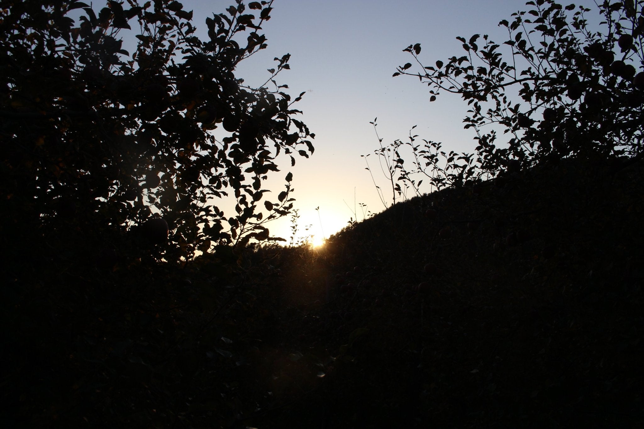 (贈答用・秀品)サンふじ 3kg - 木戸脇果樹園