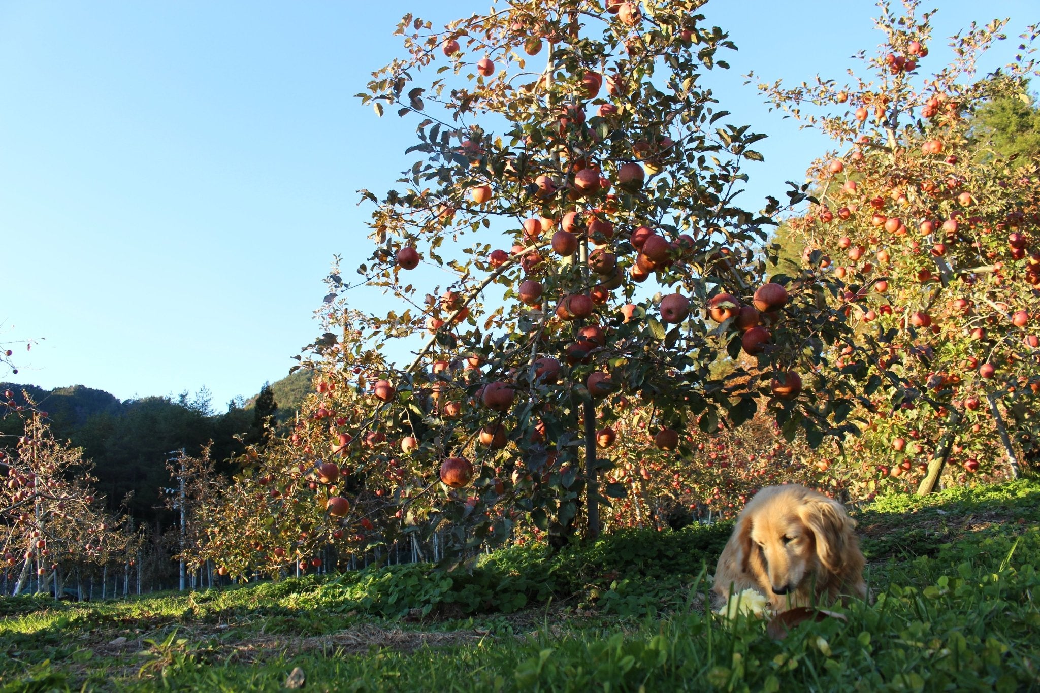 (贈答用・秀品)サンふじ 3kg - 木戸脇果樹園