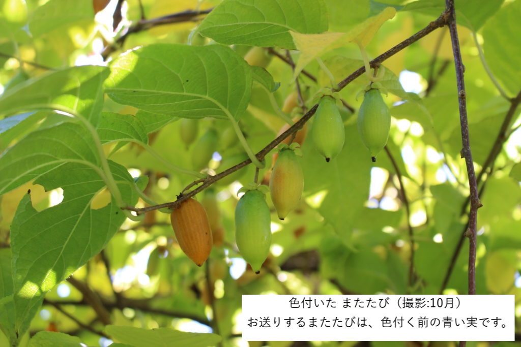 またたびの実(生・どんぐり型・無農薬栽培・飛騨産) 500g - 木戸脇果樹園