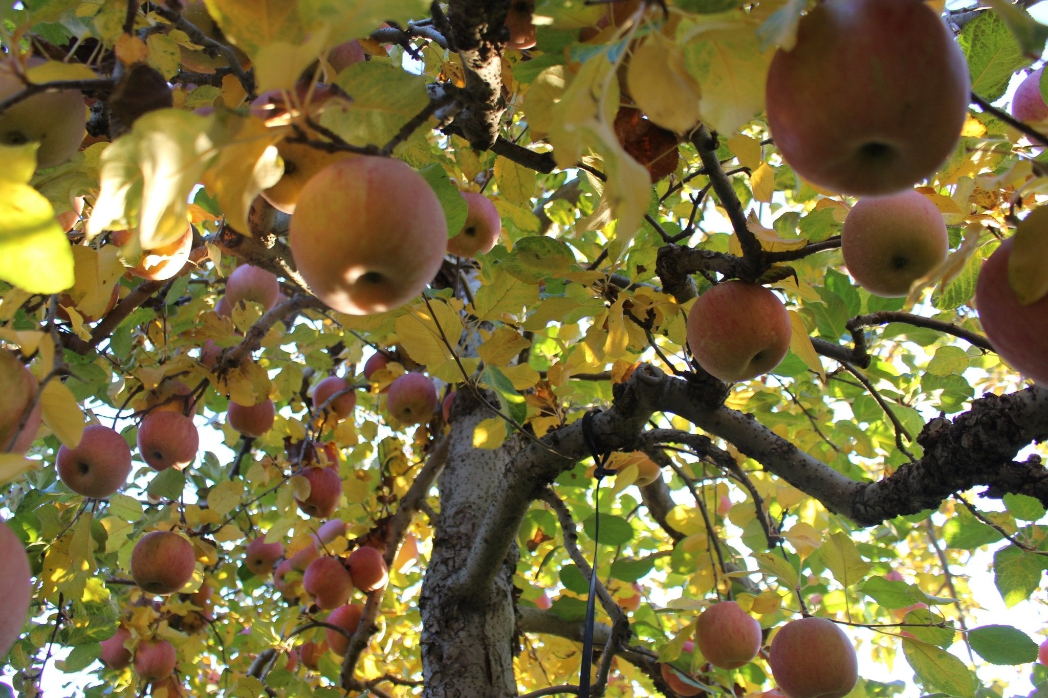 (家庭用・優品)サンふじ 5kg - 木戸脇果樹園