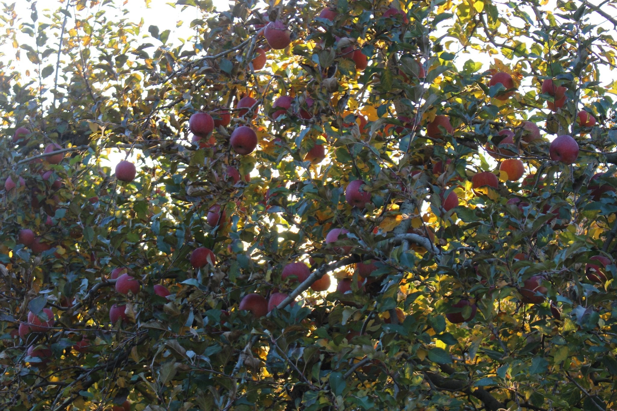 (家庭用・優品)サンふじ 5kg - 木戸脇果樹園