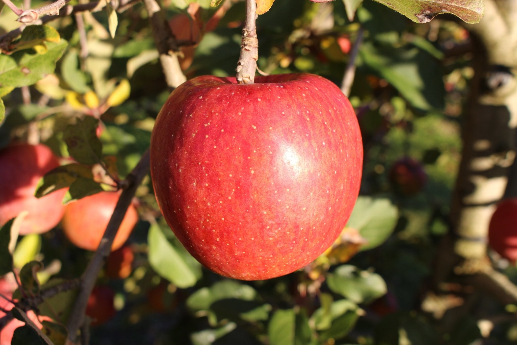 (家庭用・優品)サンふじ 5kg - 木戸脇果樹園