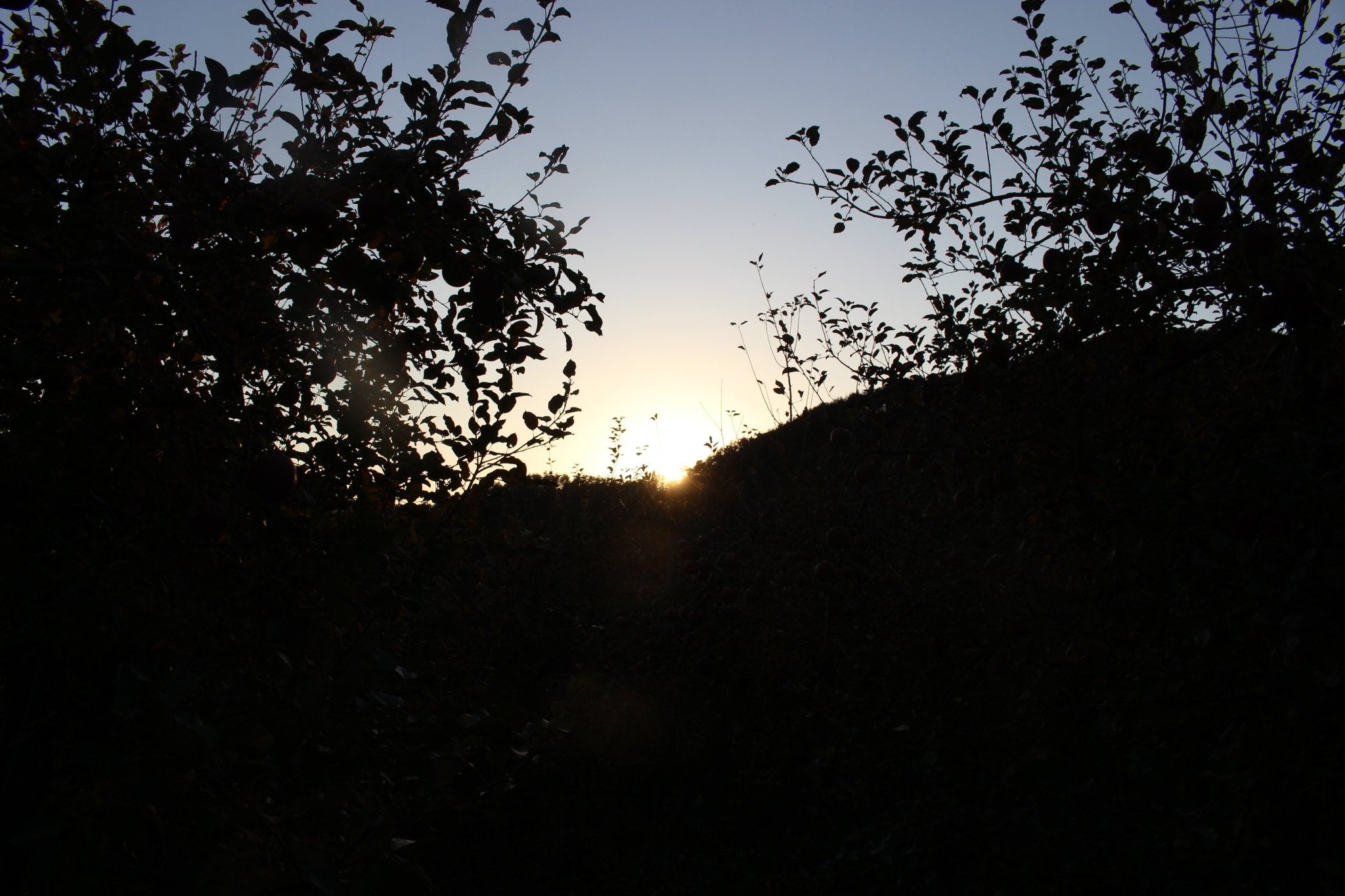 (家庭用・優品)サンふじ 5kg - 木戸脇果樹園