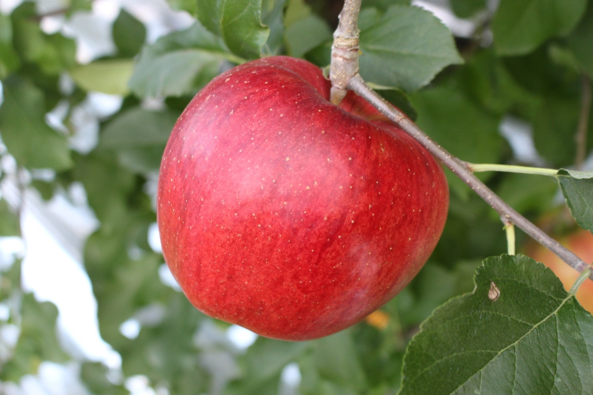 (贈答用・秀品)シナノスイート 5kg - 木戸脇果樹園