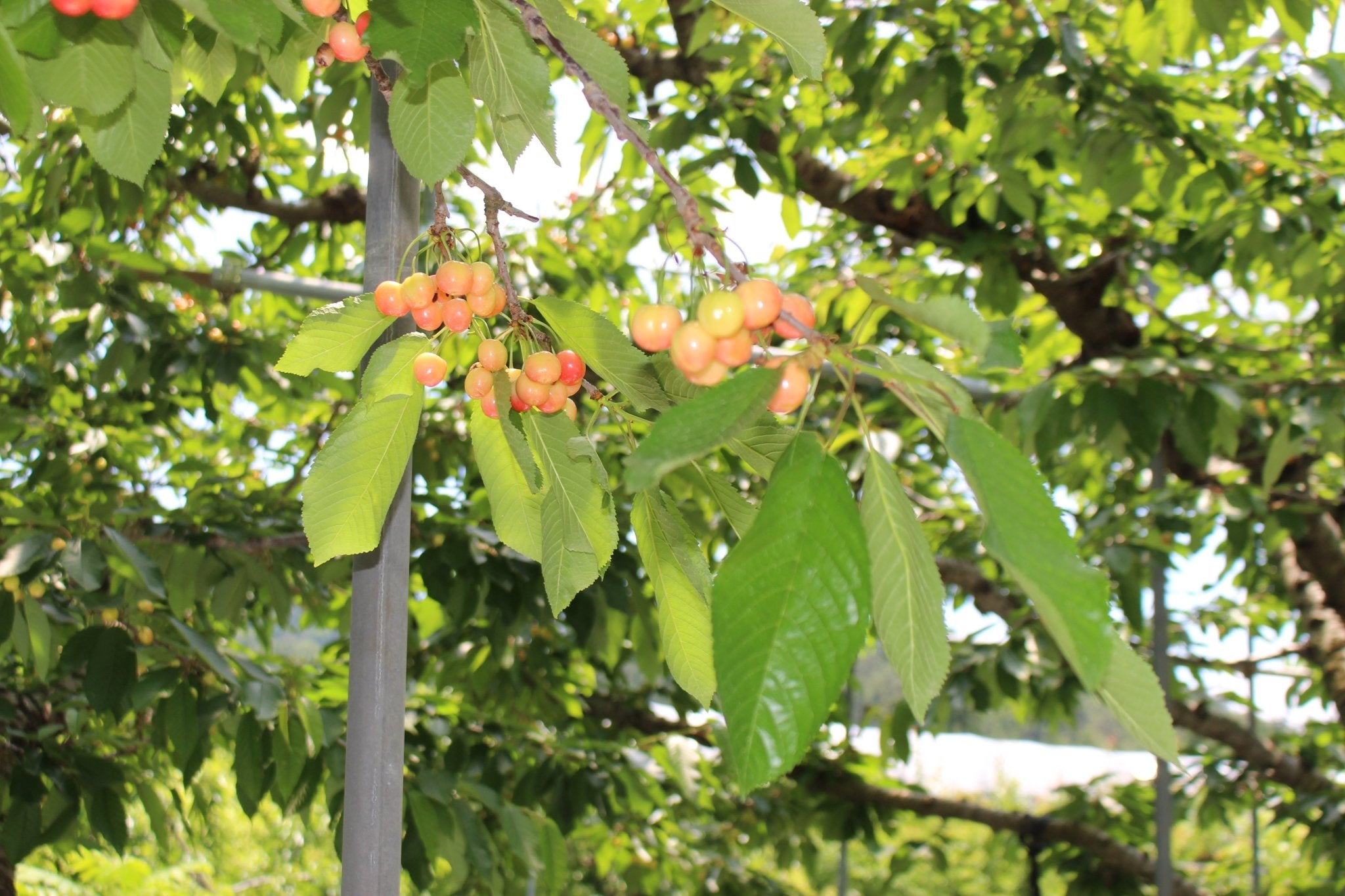 (家庭用)さくらんぼ - 木戸脇果樹園