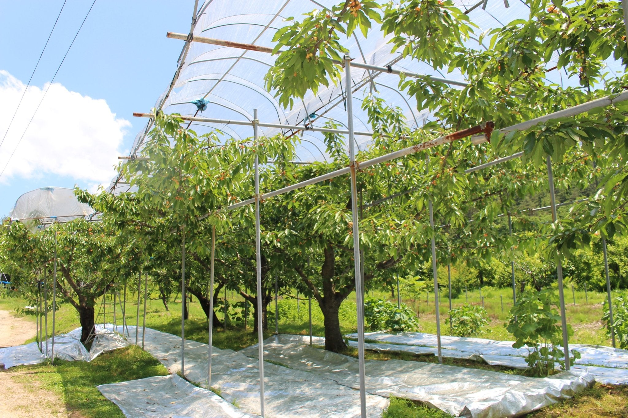 (家庭用)さくらんぼ - 木戸脇果樹園