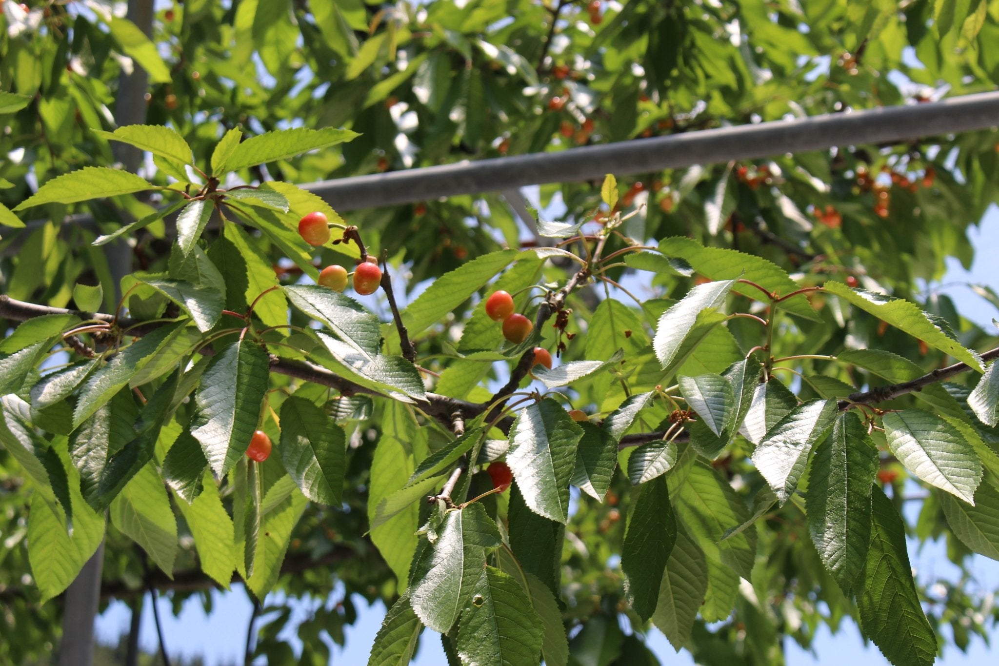 (家庭用)さくらんぼ - 木戸脇果樹園