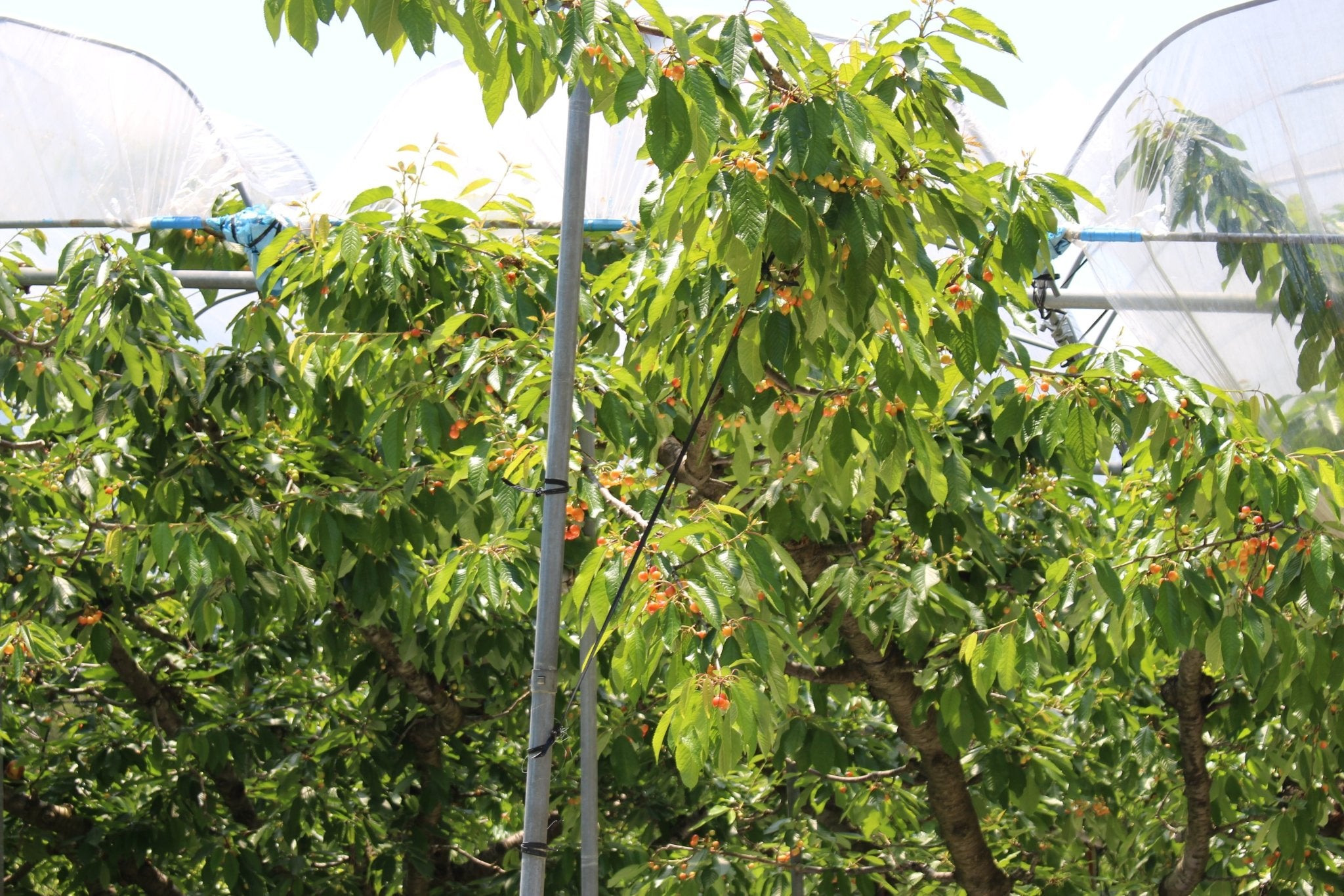 (家庭用)さくらんぼ - 木戸脇果樹園