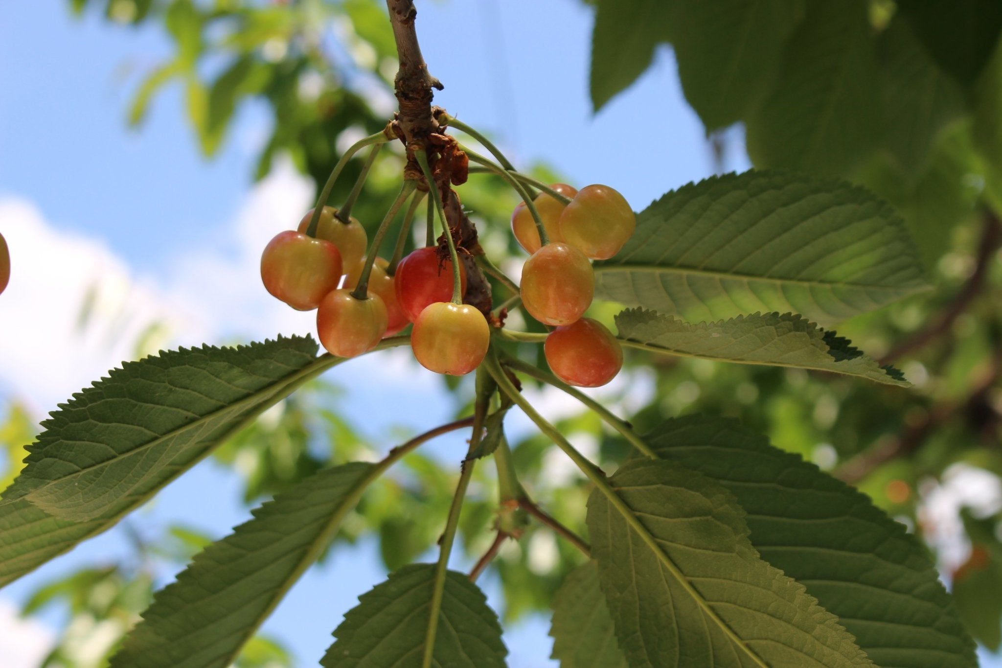 (家庭用)さくらんぼ - 木戸脇果樹園