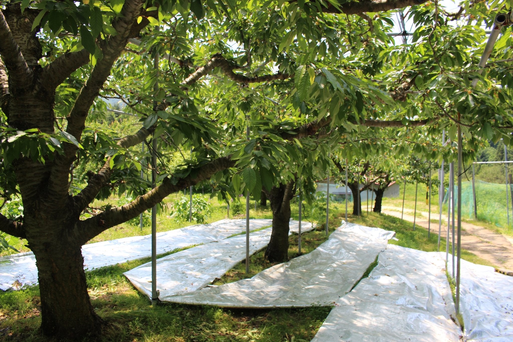 (家庭用)さくらんぼ - 木戸脇果樹園