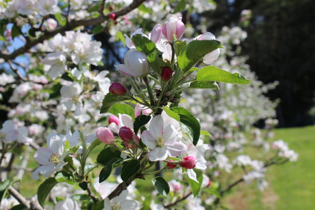 Cidre 飛騨(シードル飛騨)辛口・甘口 2本セット - 木戸脇果樹園