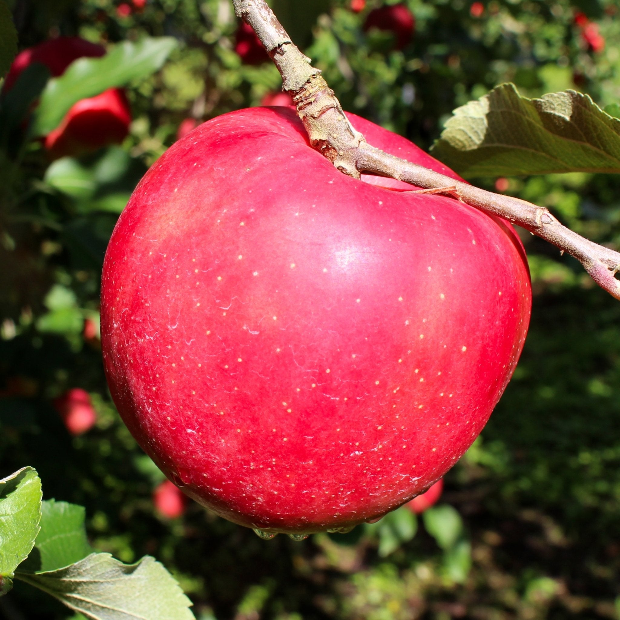 ひめかみ - 木戸脇果樹園