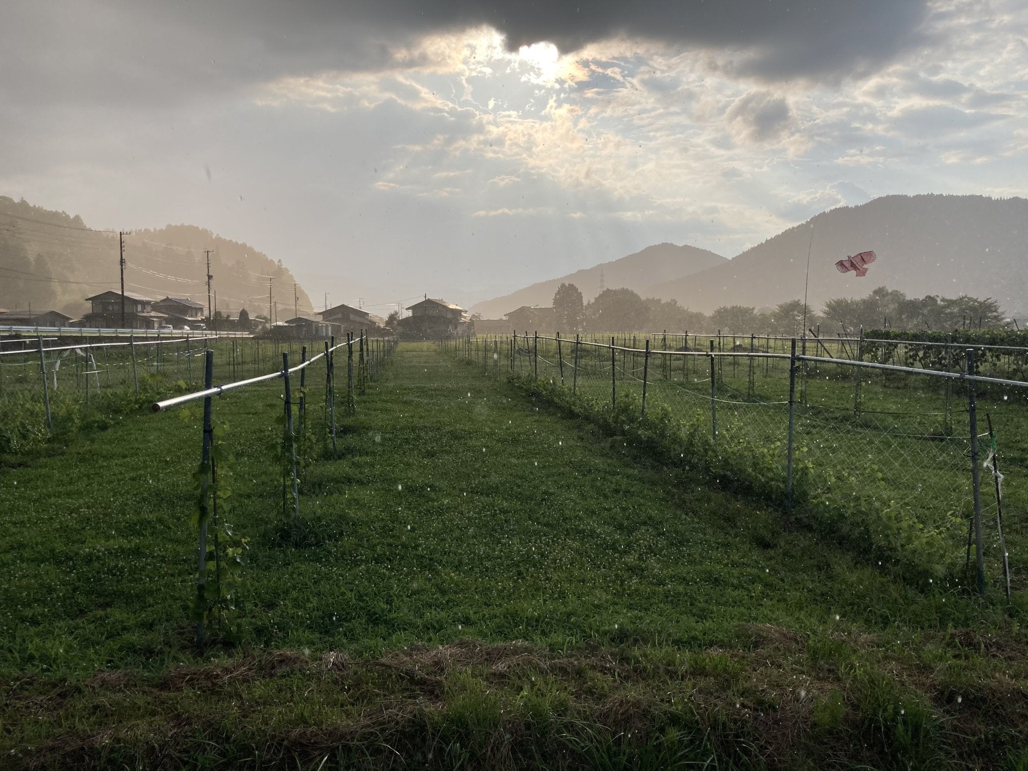 飛騨ワイン畑の新設 - 木戸脇果樹園　オーチャードハウス