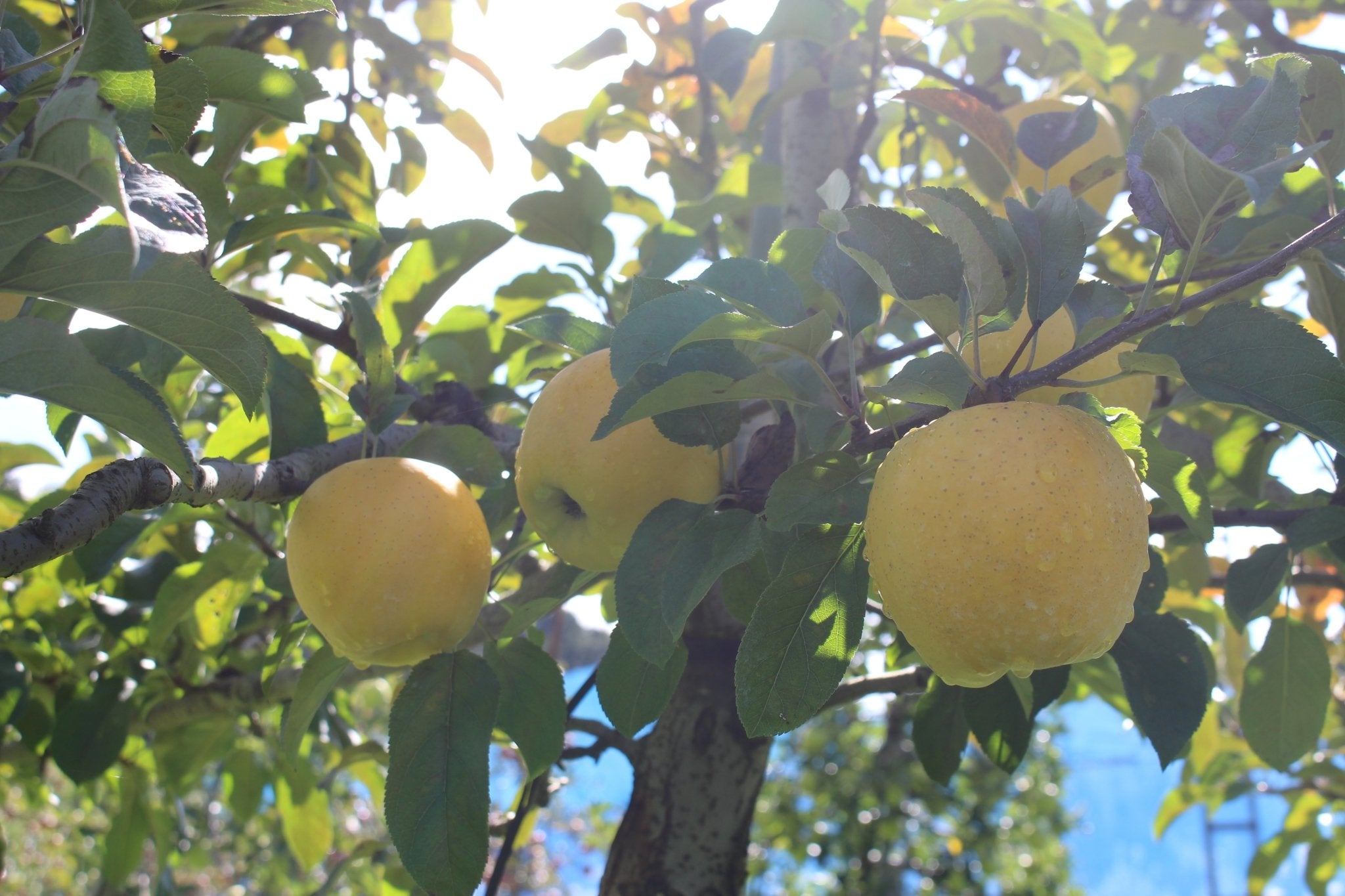 Cidre 飛騨（シードル飛騨） | 木戸脇果樹園