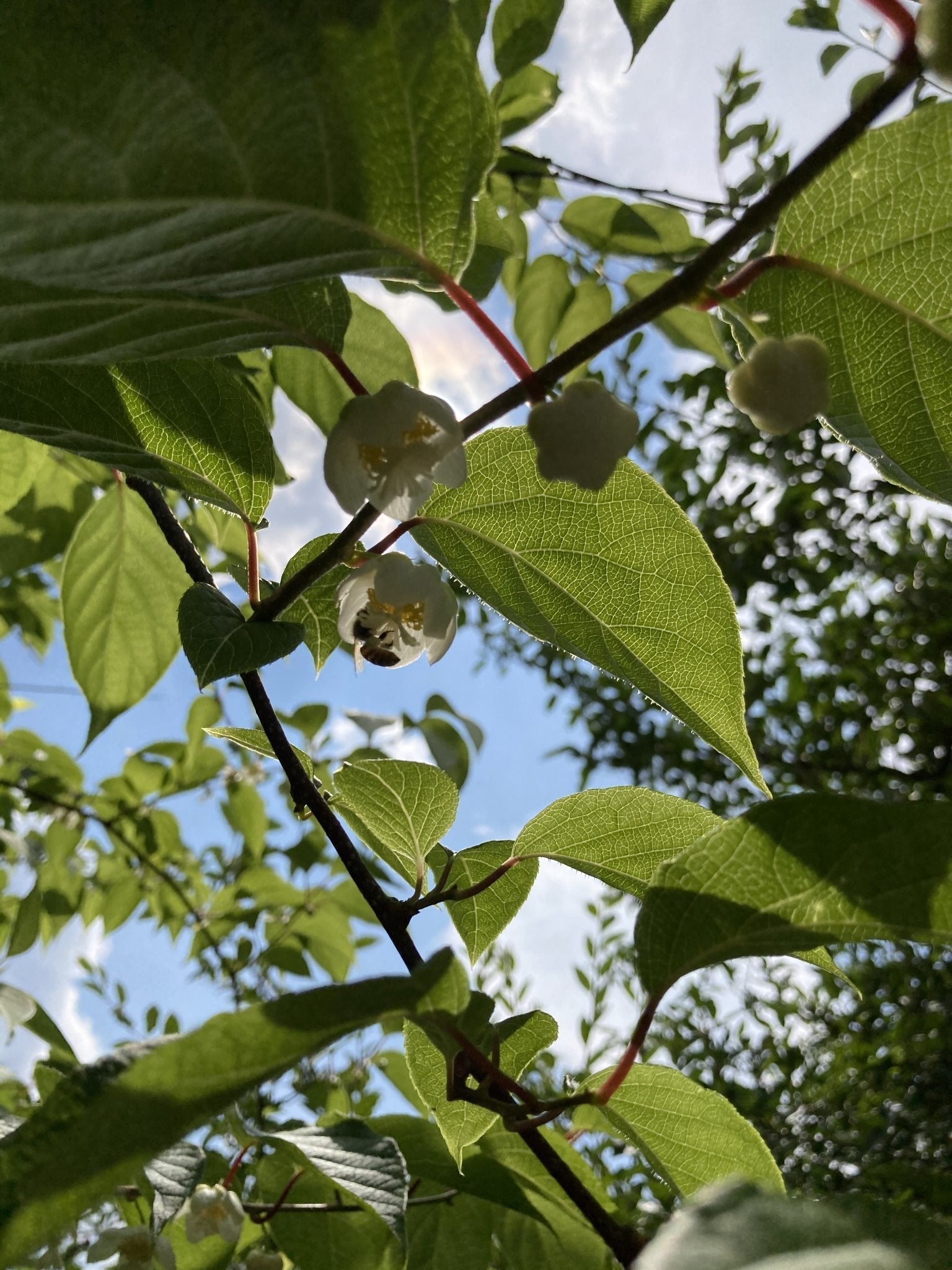 旬のもの | 木戸脇果樹園
