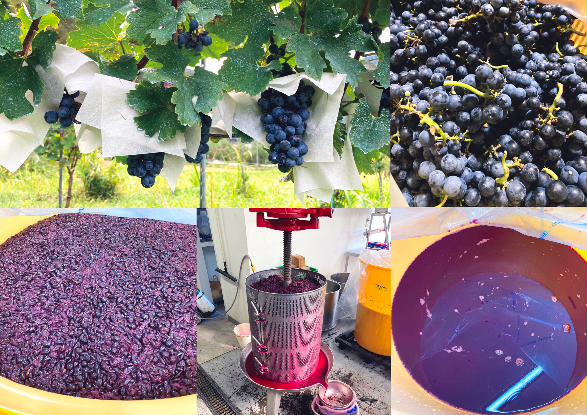 WINE Collection | ワイン一覧 - ORCHARD HOUSE | 木戸脇果樹園