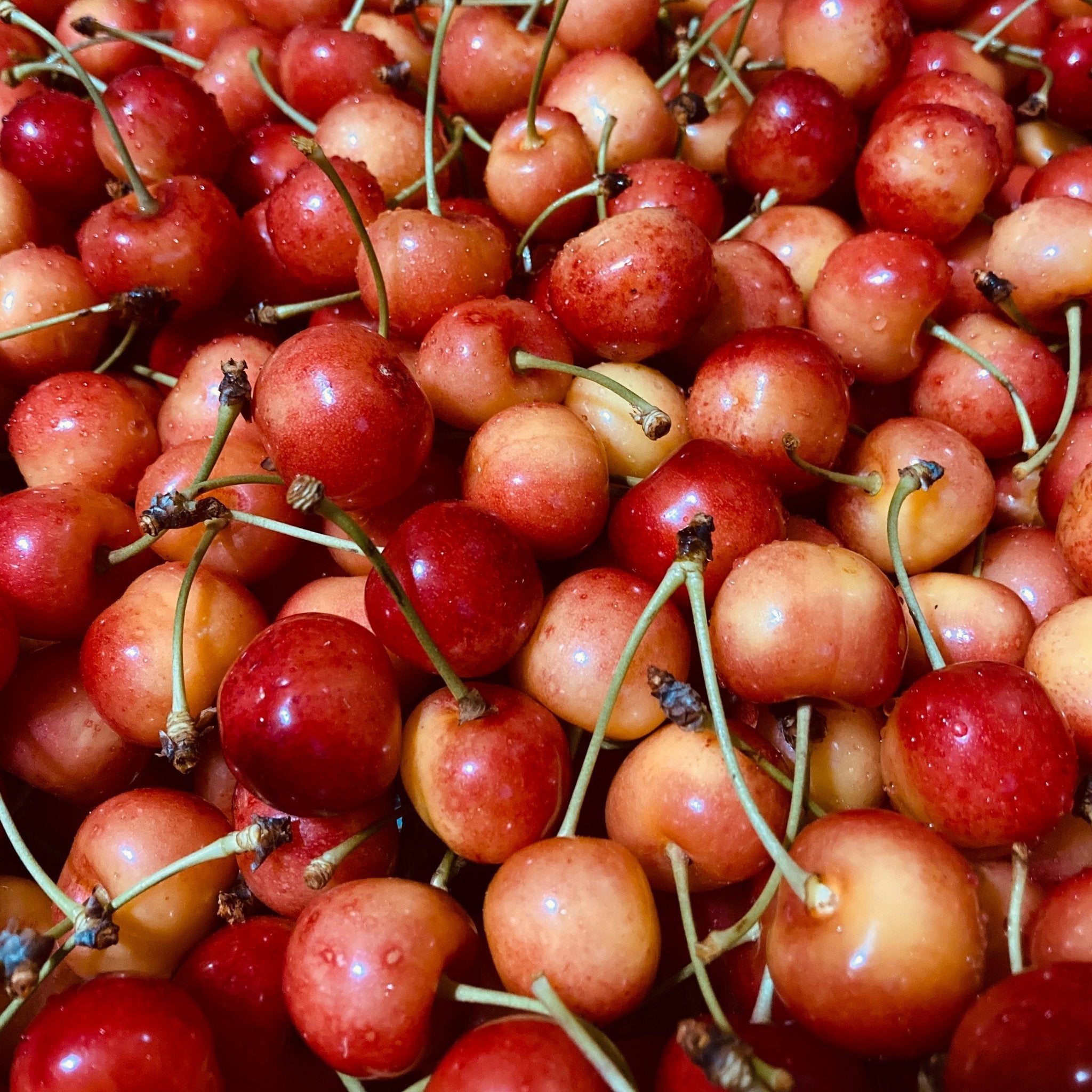 さくらんぼ 800g箱入 - 木戸脇果樹園　オーチャードハウス
