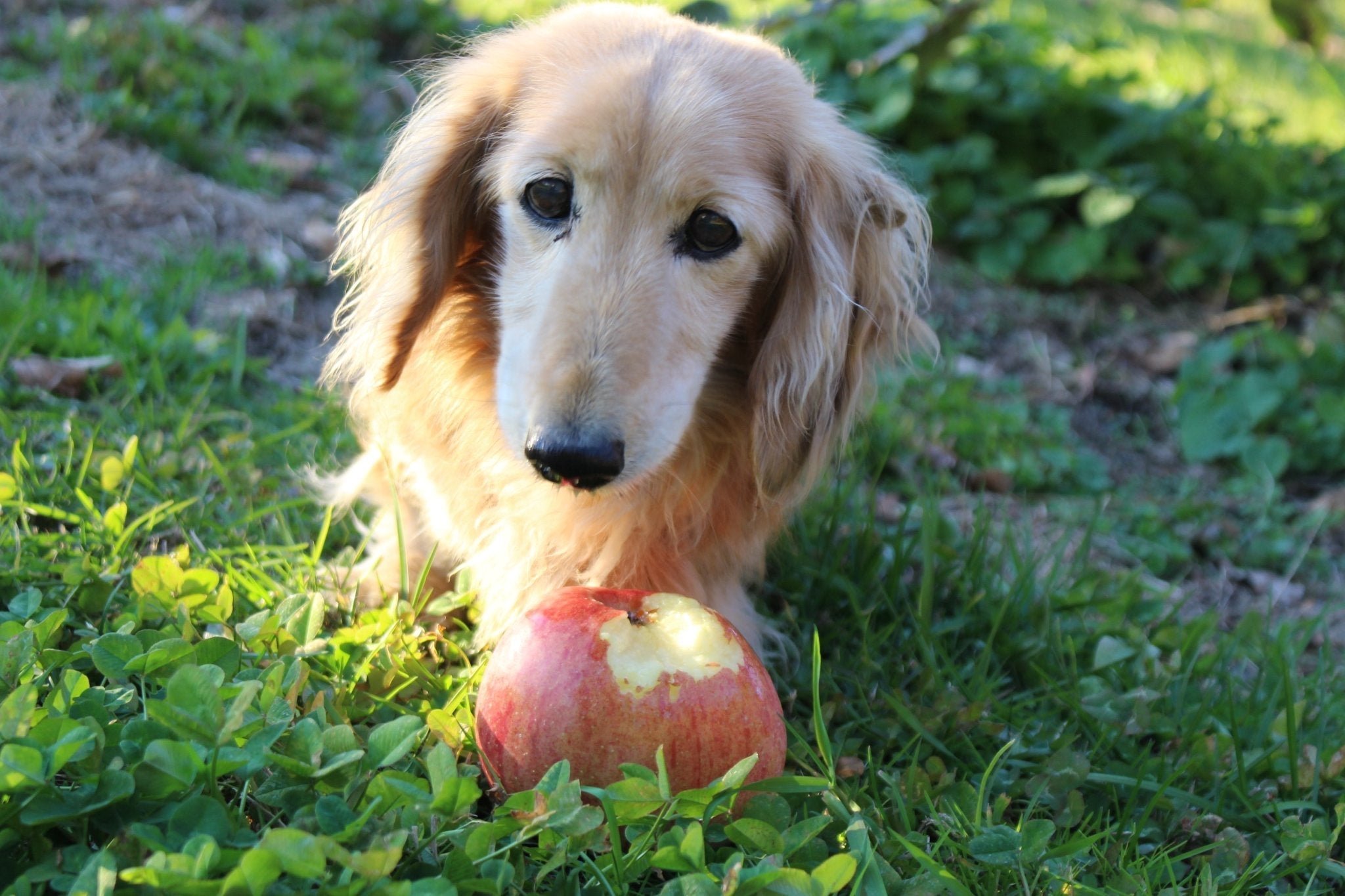 Cidre Hida（シードル飛騨）Doux・甘口　375ml・ハーフボトル - 木戸脇果樹園