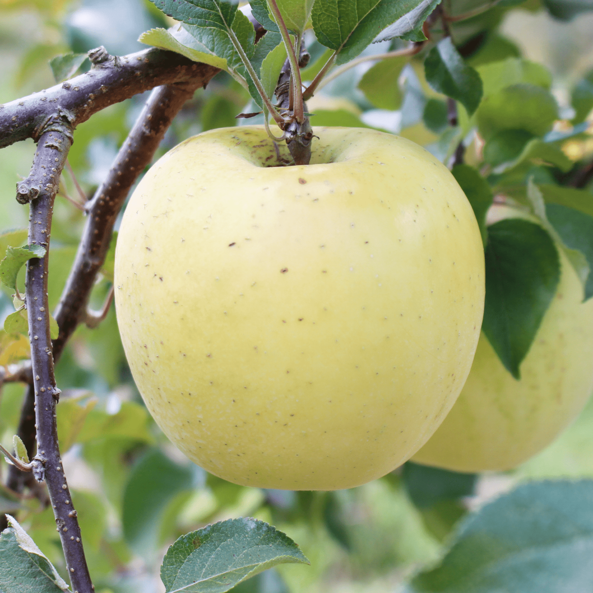 飛騨りんご 名月 5kg・10kg（家庭用/優品/無袋・電子栽培）