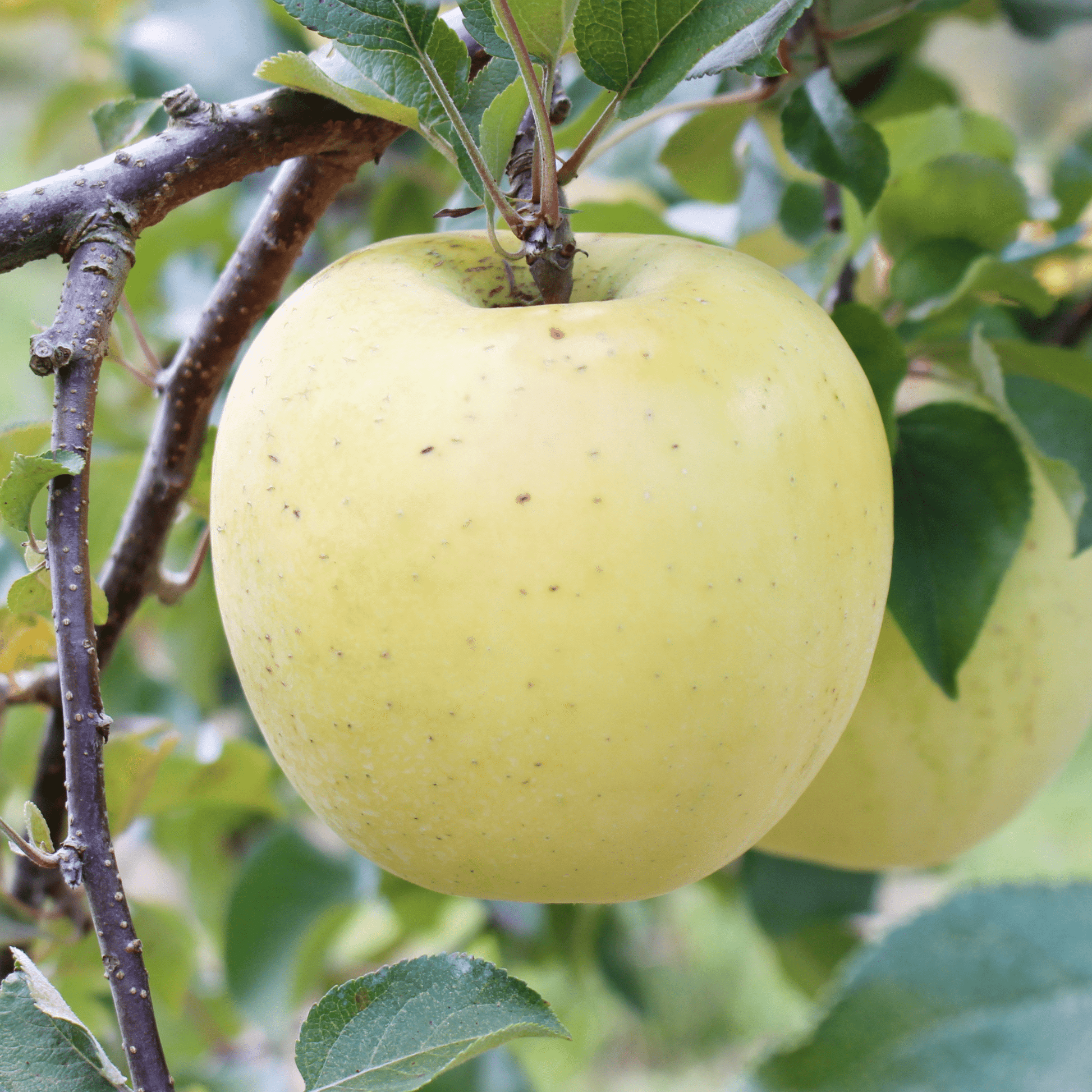 【贈答用・秀品】名月 - 木戸脇果樹園　オーチャードハウス