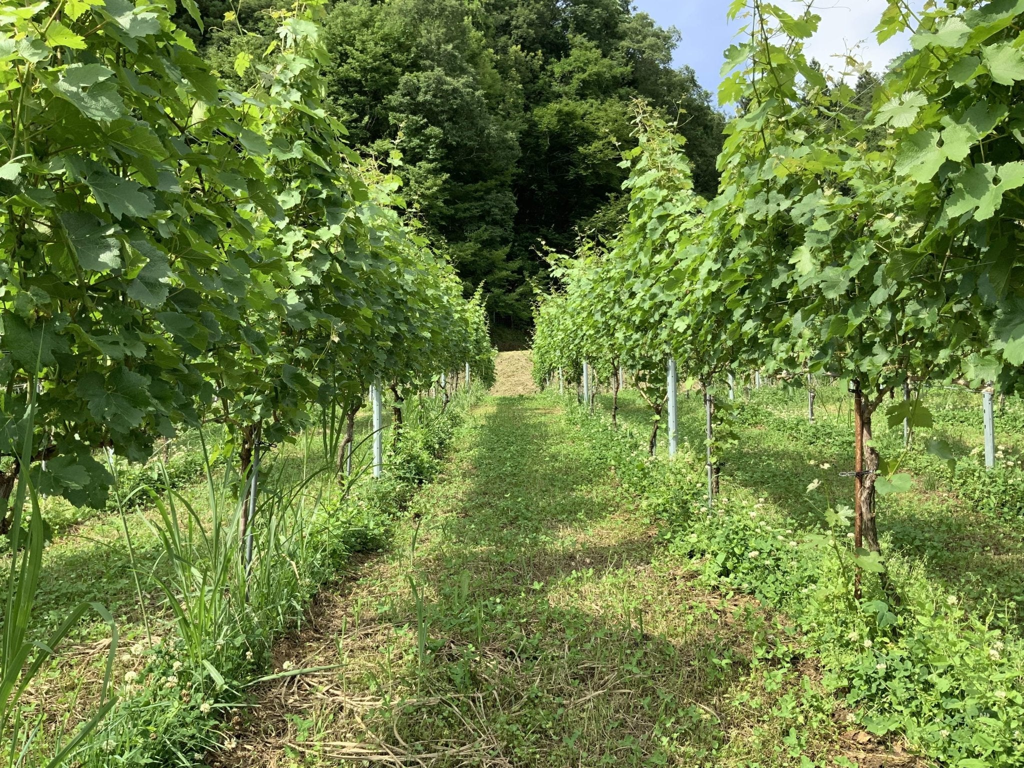 アルモノワール Harmo noir　750ml - 木戸脇果樹園