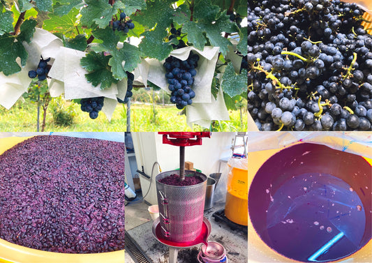 アルモノワール Harmo noir　750ml - 木戸脇果樹園