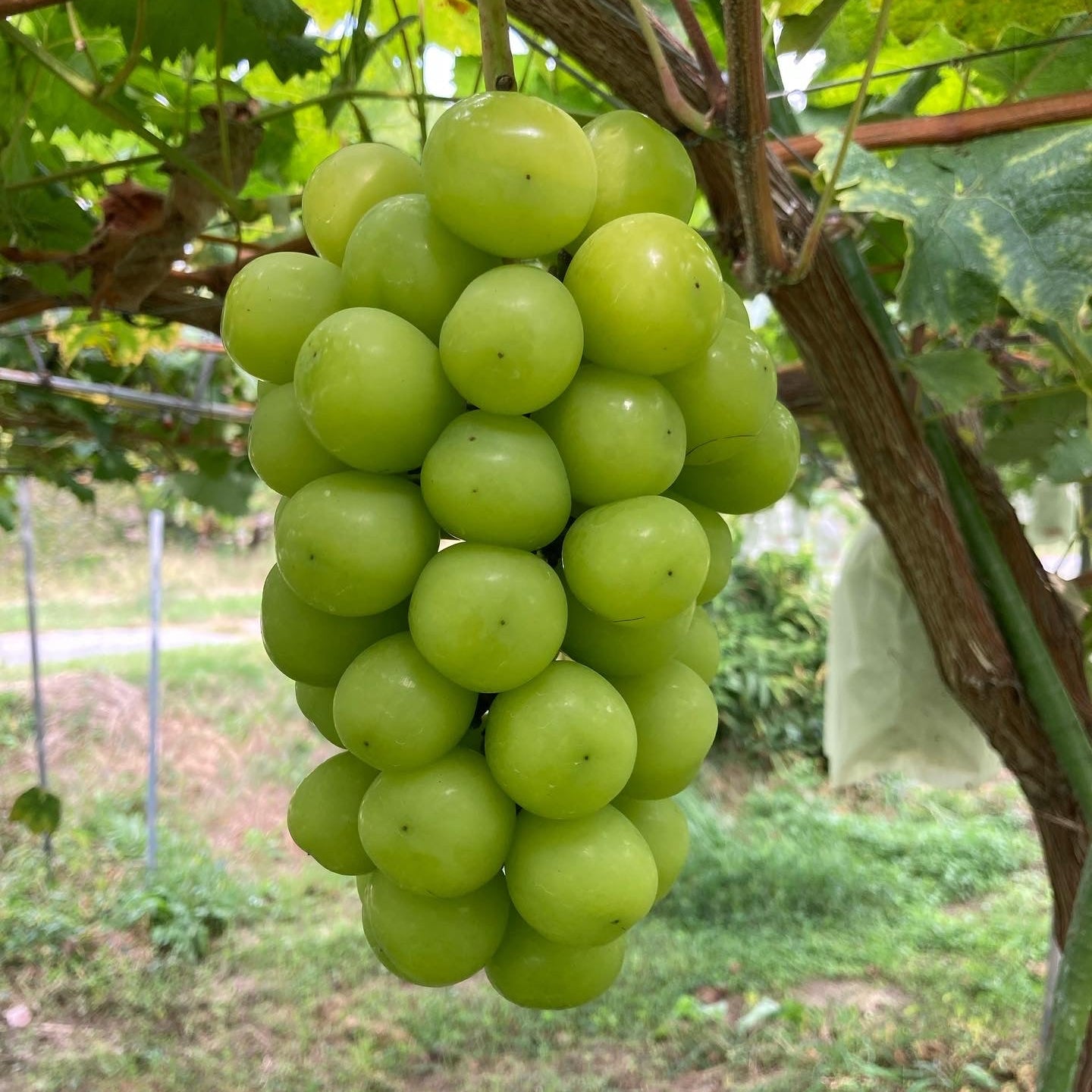 シャインマスカット - 木戸脇果樹園　オーチャードハウス