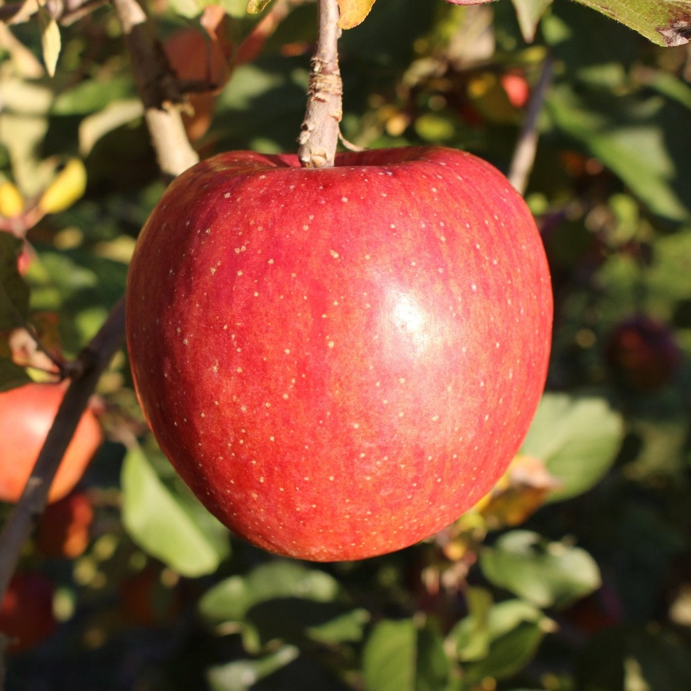 （贈答用・秀品）サンふじ 3kg - 木戸脇果樹園