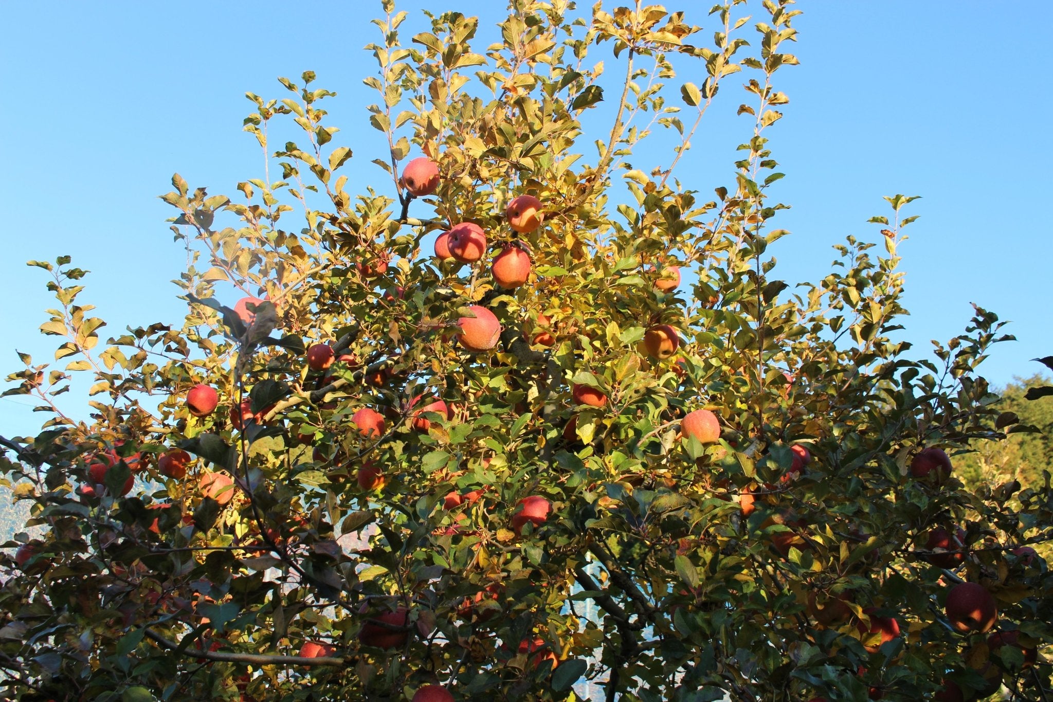 （贈答用・秀品）サンふじ 3kg - 木戸脇果樹園