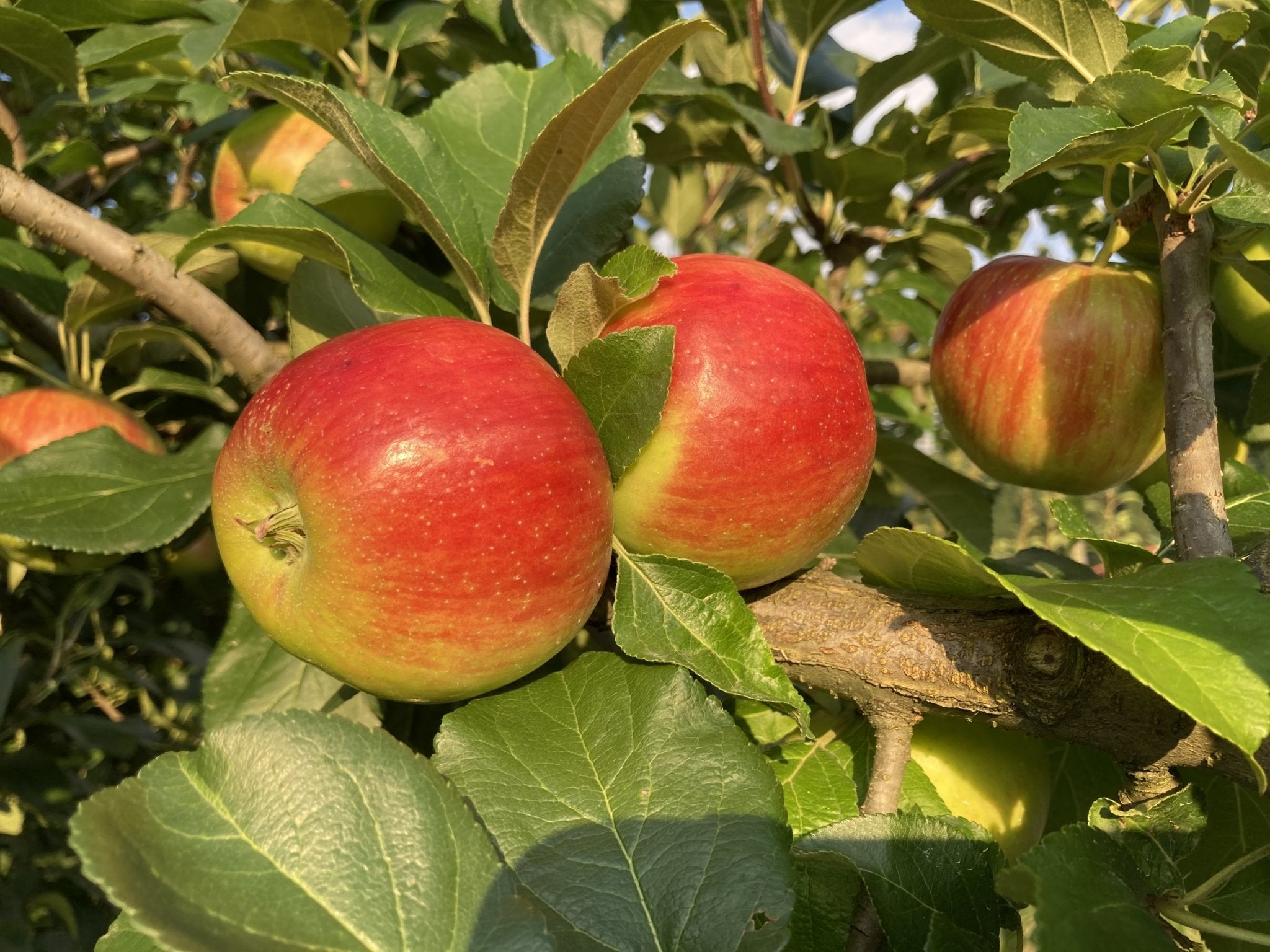 （家庭用）シナノレッド 3kg - 木戸脇果樹園