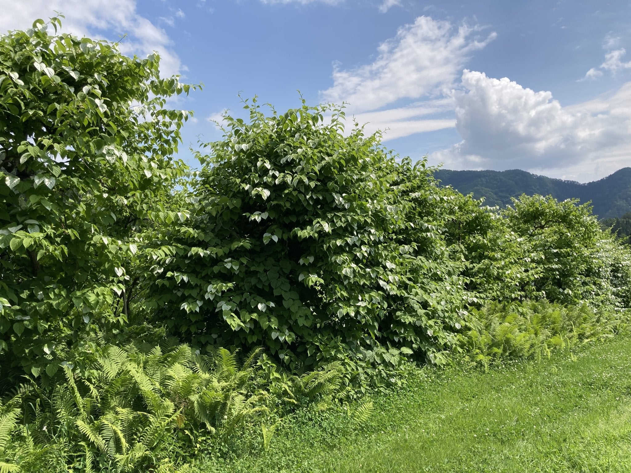 またたびの実（生・どんぐり型・無農薬栽培・飛騨産）　500g - 木戸脇果樹園