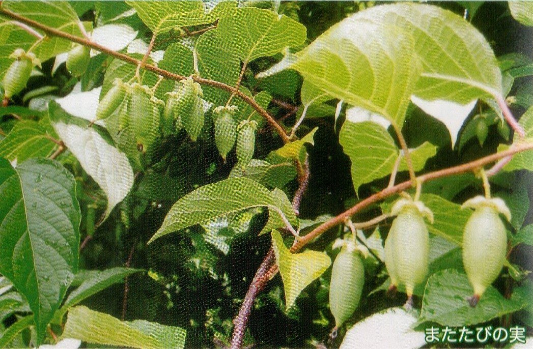 またたびの実（生・どんぐり型・無農薬栽培・飛騨産）　500g - 木戸脇果樹園