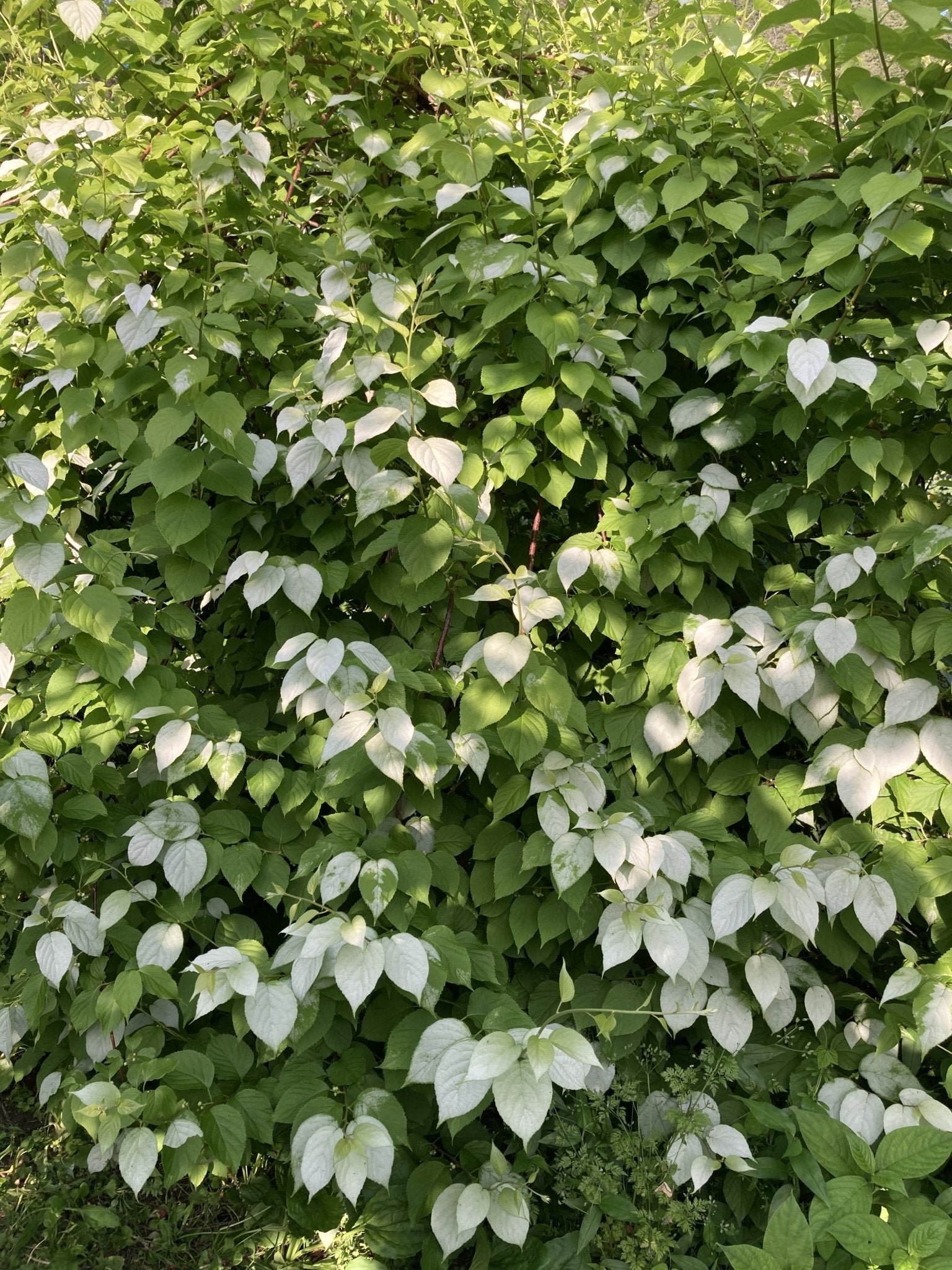 またたびの実（生・どんぐり型・無農薬栽培・飛騨産）　500g - 木戸脇果樹園