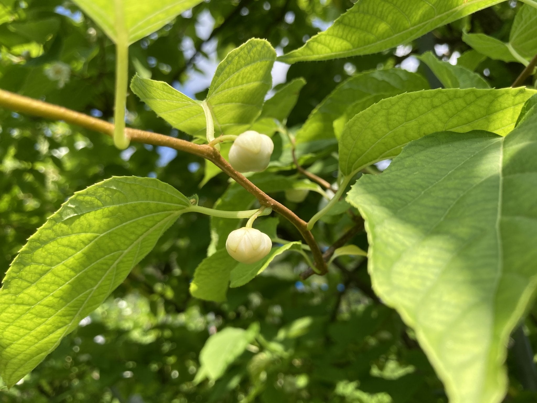 またたびの実（生・どんぐり型・無農薬栽培・飛騨産）　500g - 木戸脇果樹園