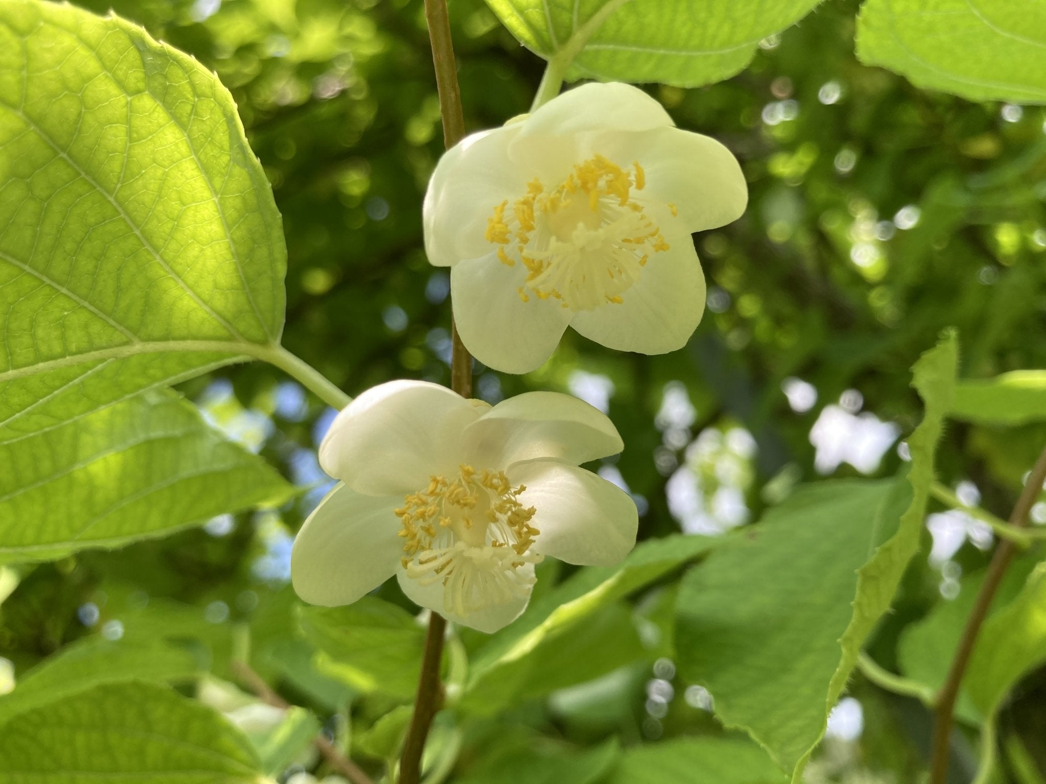 またたびの実（生・どんぐり型・無農薬栽培・飛騨産）　500g - 木戸脇果樹園