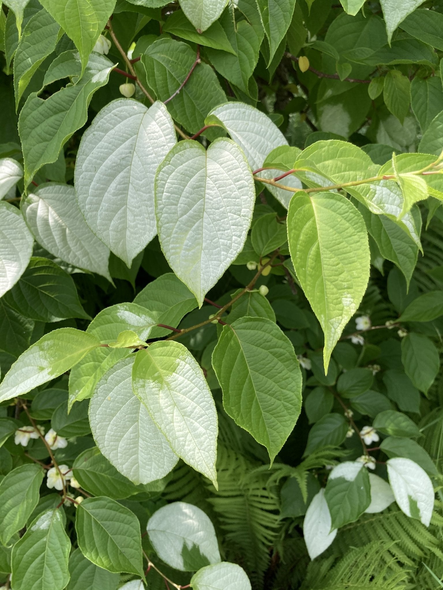 またたびの実（生・どんぐり型・無農薬栽培・飛騨産）　500g - 木戸脇果樹園