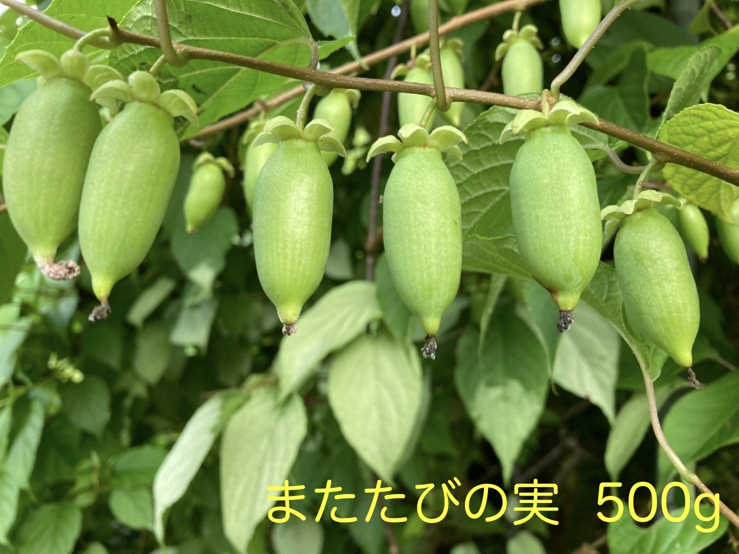 またたびの実（生・どんぐり型）500g - 木戸脇果樹園