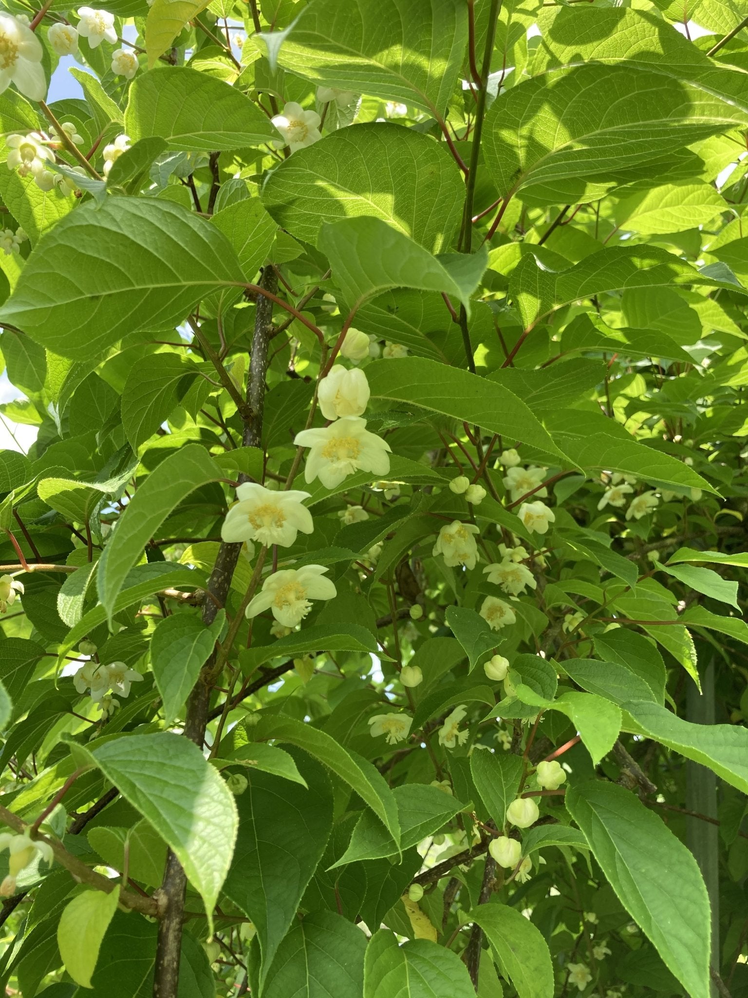 またたびの実（生・どんぐり型・無農薬栽培・飛騨産）　500g - 木戸脇果樹園