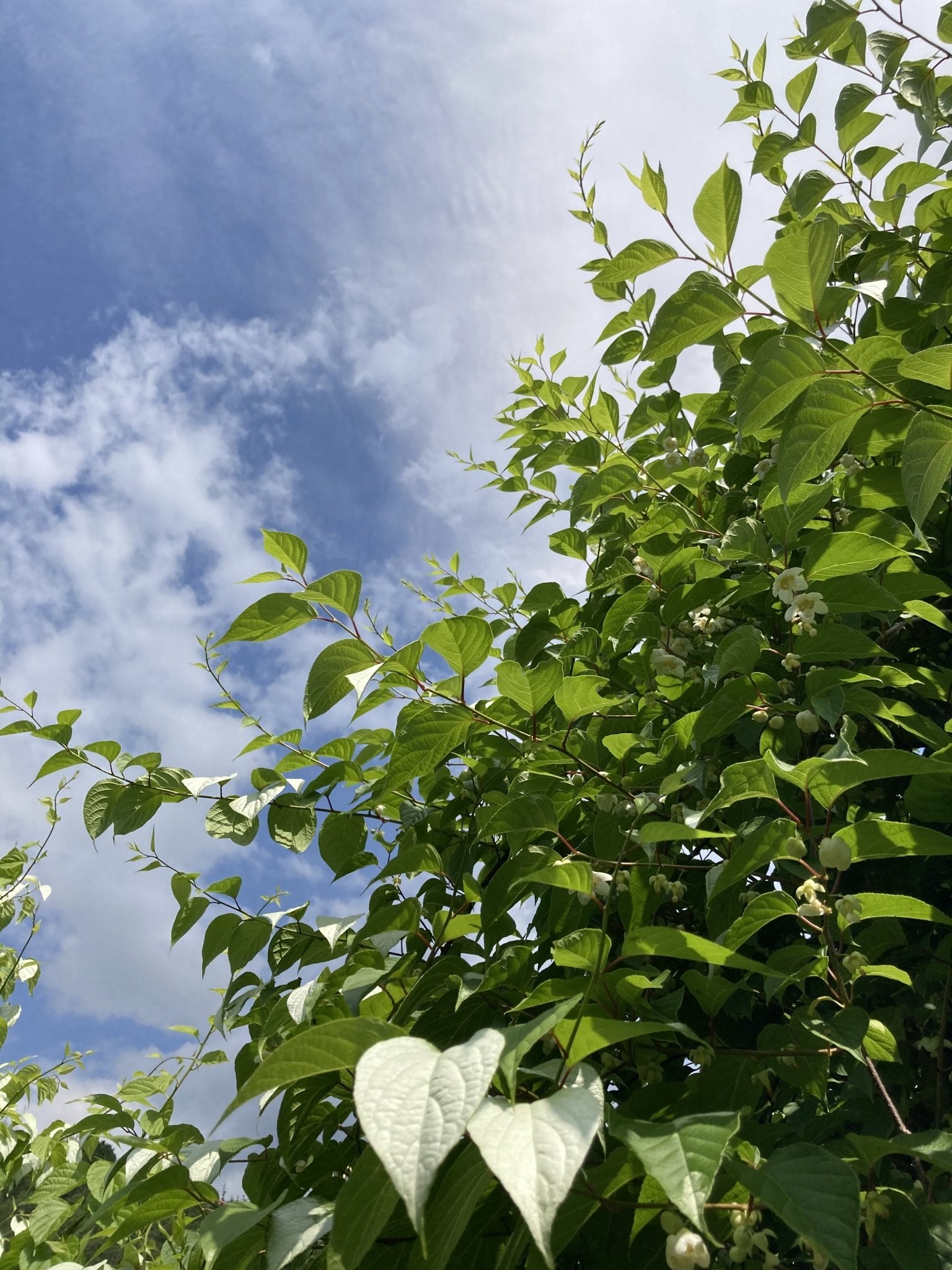 またたびの実（生・どんぐり型・無農薬栽培・飛騨産）　500g - 木戸脇果樹園