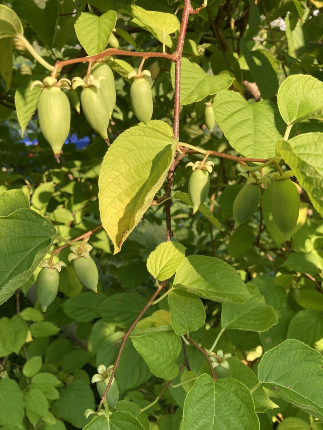 またたびの実（生・どんぐり型・無農薬栽培・飛騨産）　500g - 木戸脇果樹園