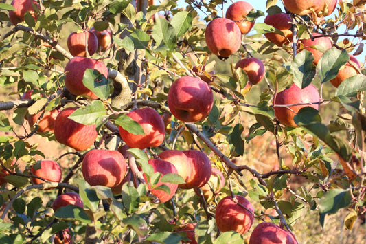 （家庭用・優品）サンふじ 5kg - 木戸脇果樹園