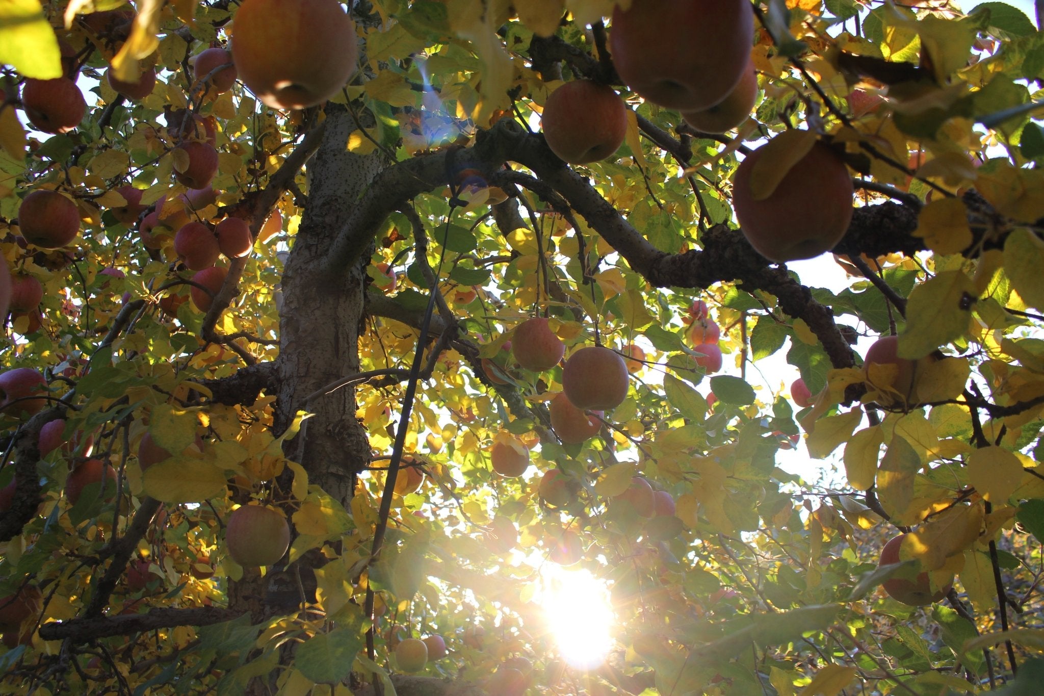 （家庭用・優品）サンふじ 5kg - 木戸脇果樹園