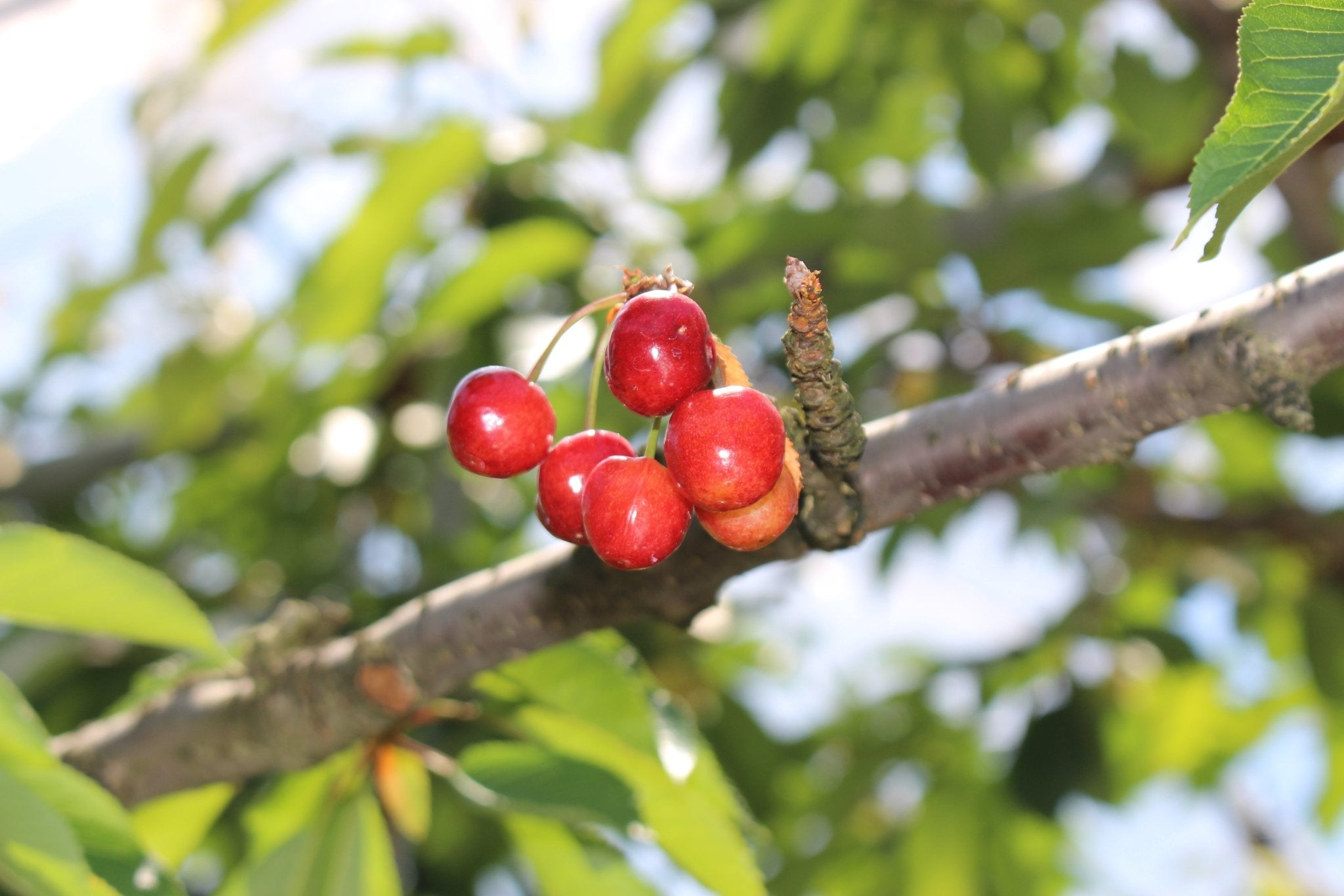（家庭用）さくらんぼ - 木戸脇果樹園