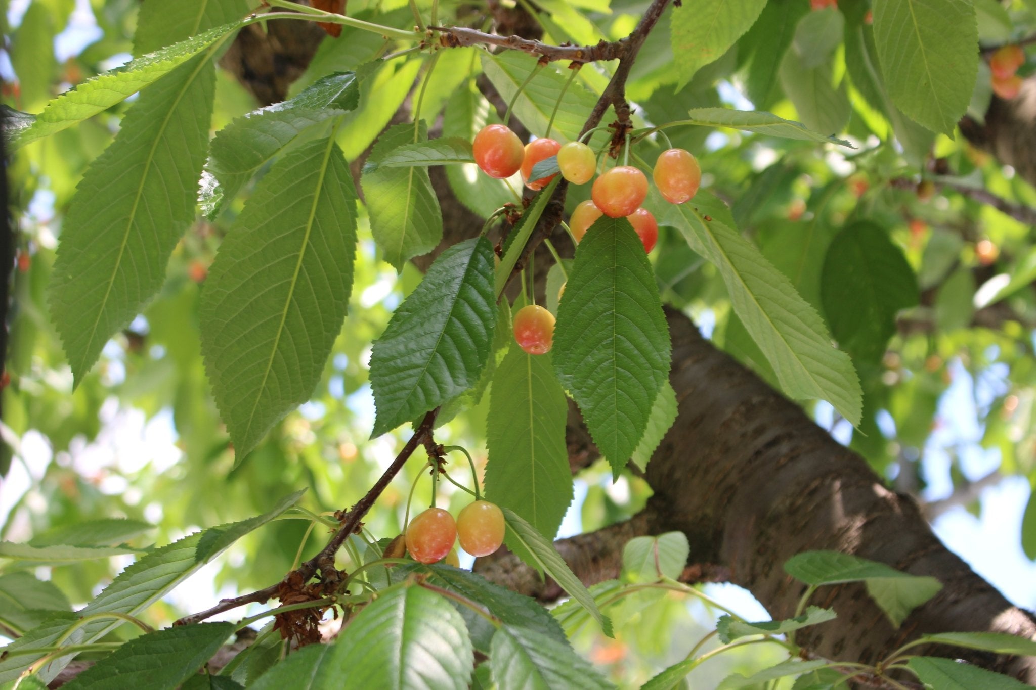 （家庭用）さくらんぼ - 木戸脇果樹園