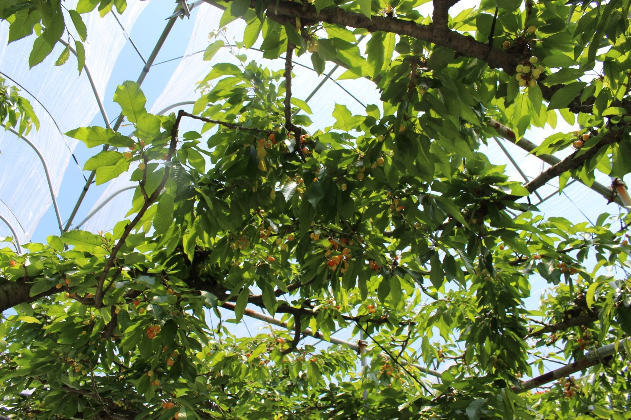 （家庭用）さくらんぼ - 木戸脇果樹園