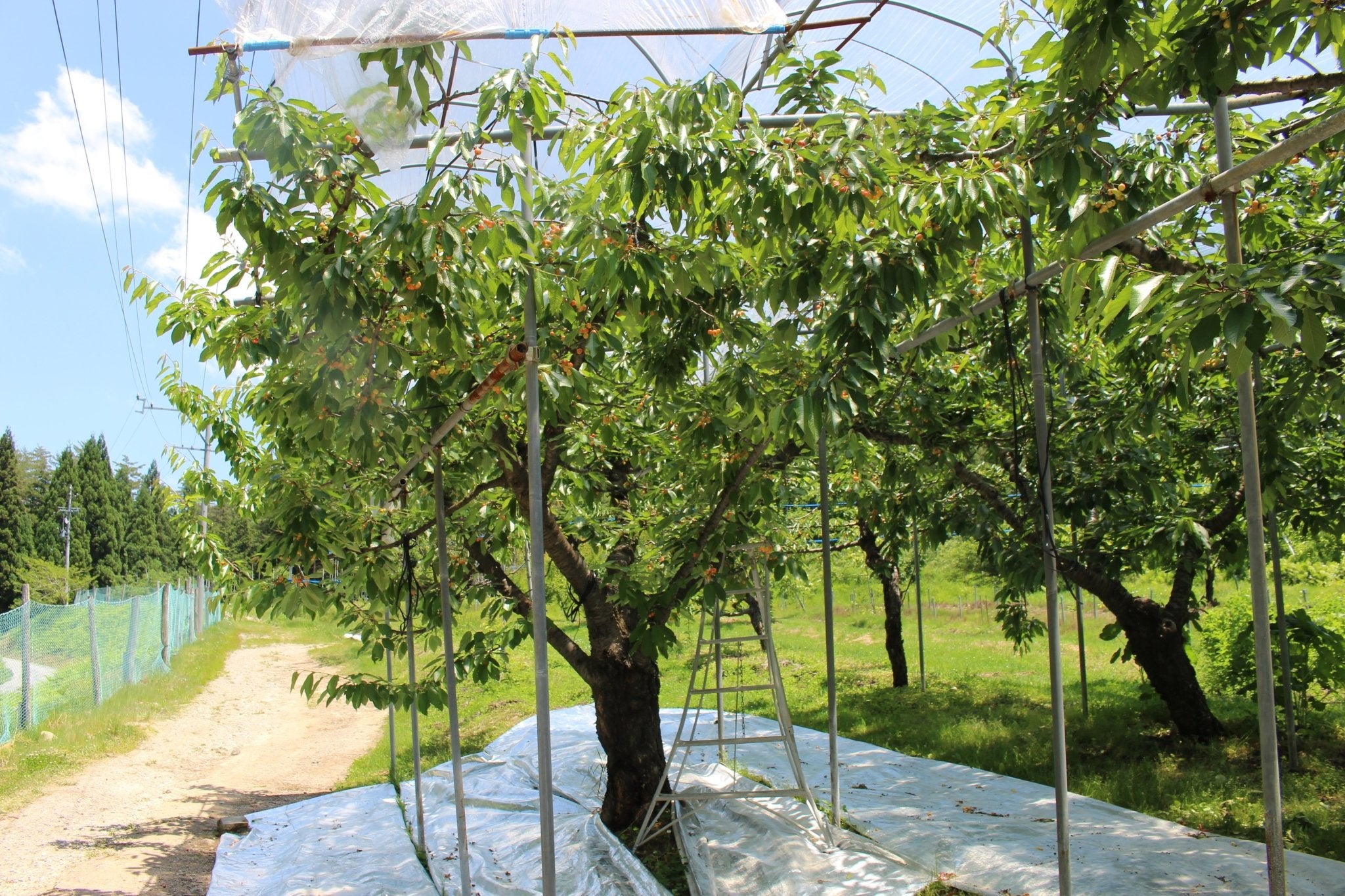 （家庭用）さくらんぼ - 木戸脇果樹園