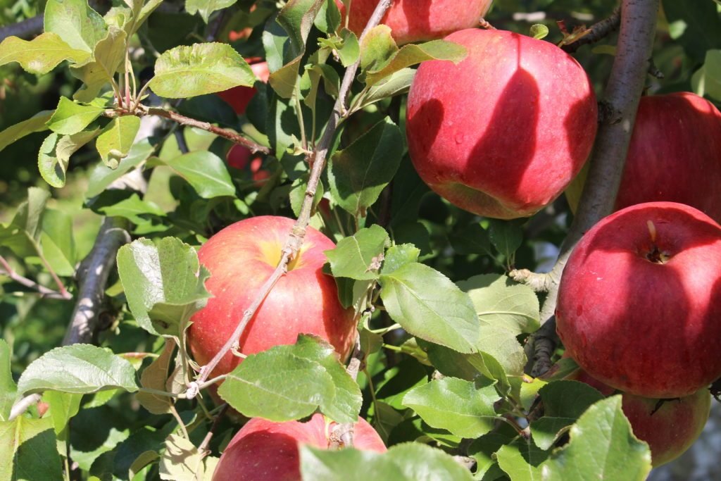 Cidre 飛騨（シードル飛騨）辛口・甘口 2本セット - 木戸脇果樹園
